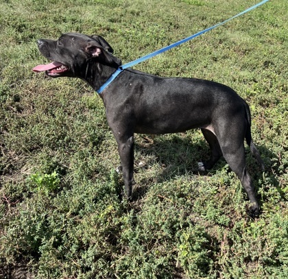 Chica, an adoptable Staffordshire Bull Terrier, Mixed Breed in McCook, NE, 69001 | Photo Image 3