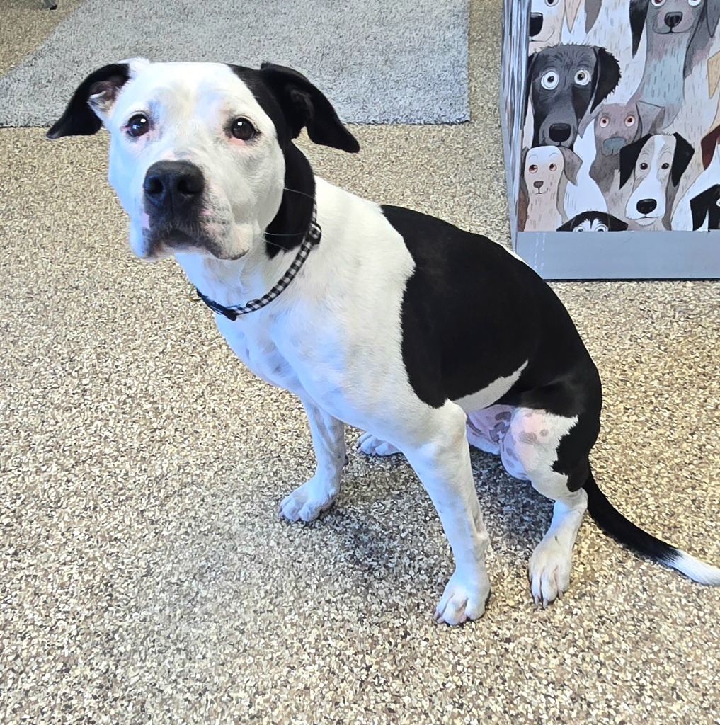 Charley, an adoptable American Bulldog, Boxer in Pratt, KS, 67124 | Photo Image 1