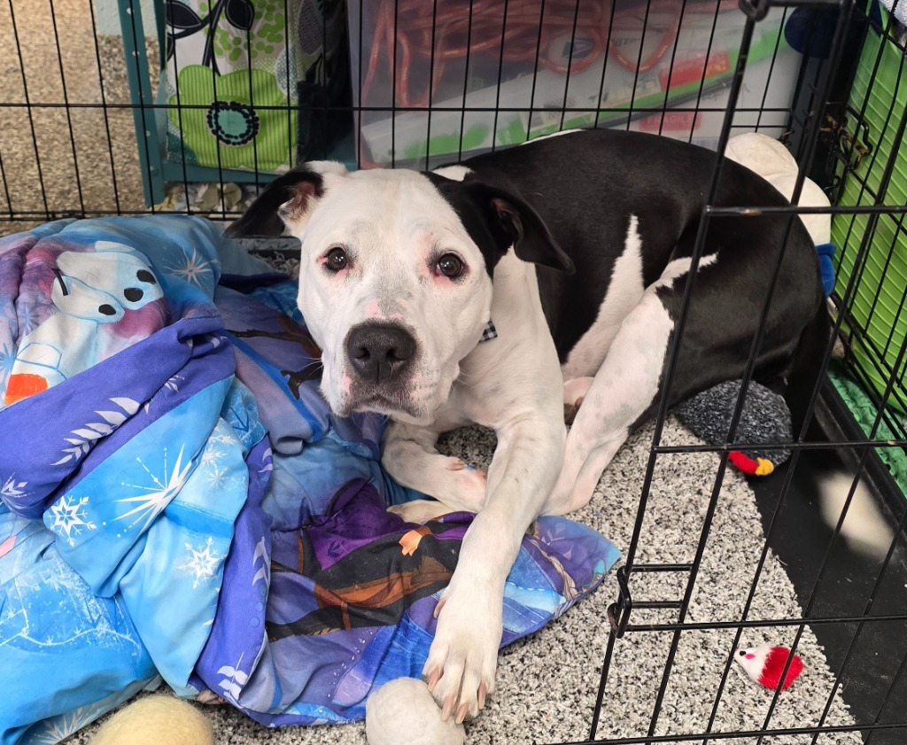 Charley, an adoptable American Bulldog, Boxer in Pratt, KS, 67124 | Photo Image 2