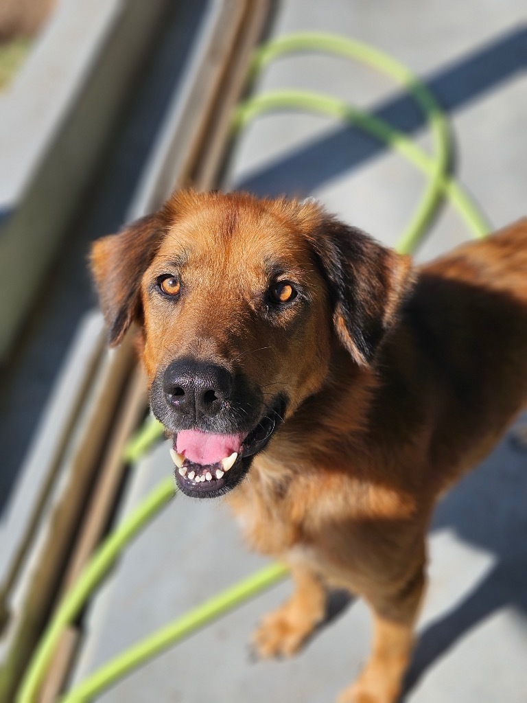 Pam, an adoptable Retriever in Pratt, KS, 67124 | Photo Image 1