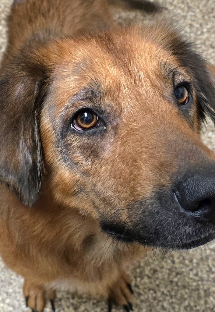 Pam, an adoptable Retriever in Pratt, KS, 67124 | Photo Image 2