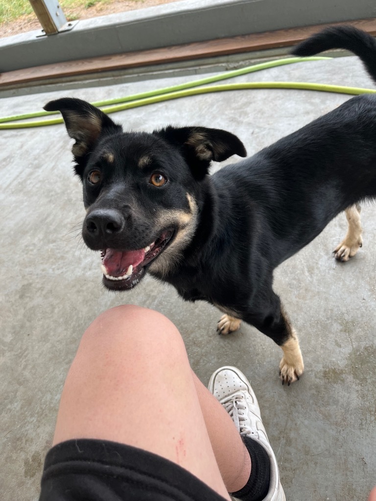 Lilly, an adoptable Mixed Breed in Pratt, KS, 67124 | Photo Image 1