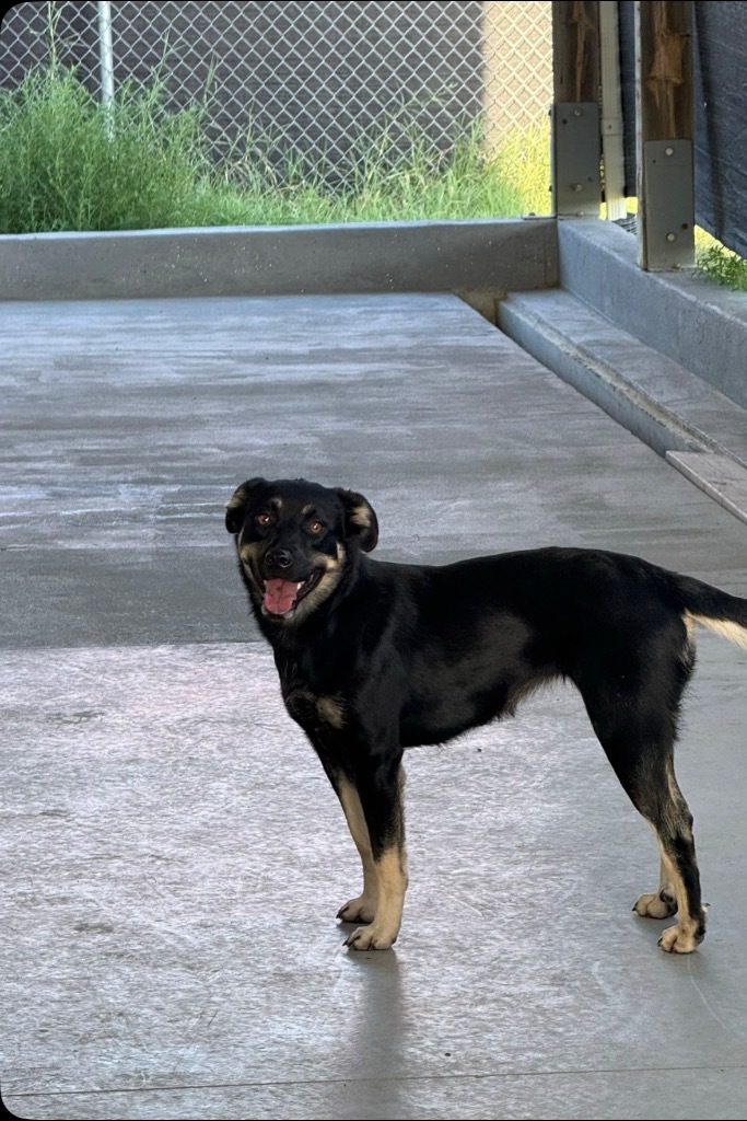 Lilly, an adoptable Mixed Breed in Pratt, KS, 67124 | Photo Image 2