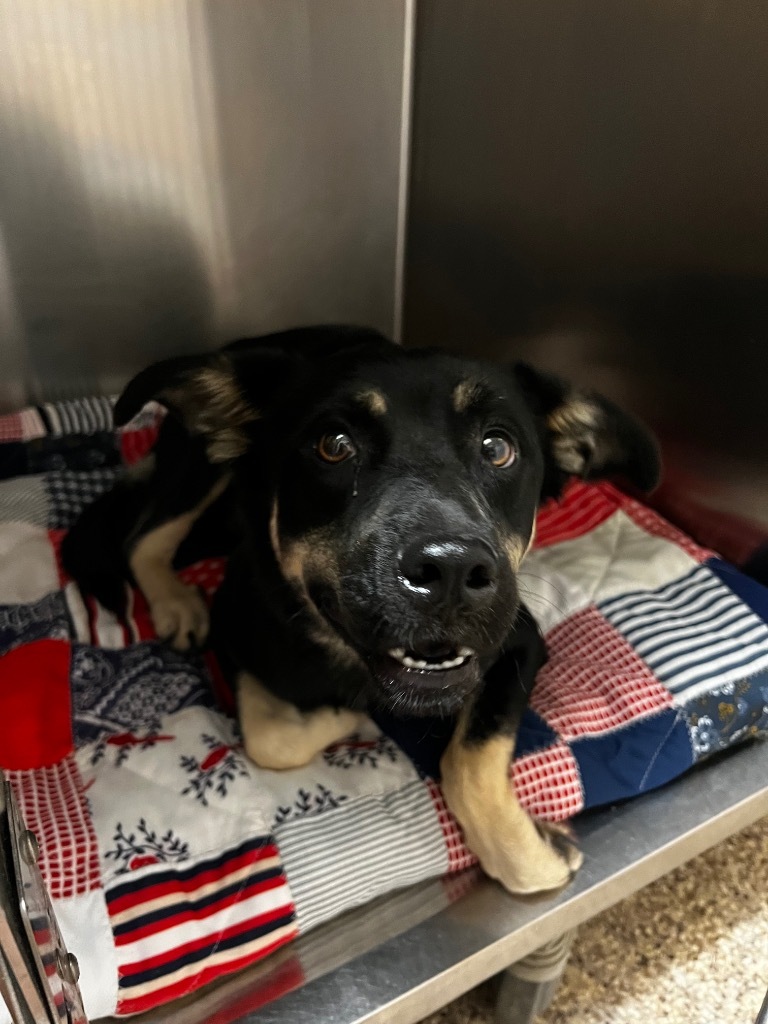 Lilly, an adoptable Mixed Breed in Pratt, KS, 67124 | Photo Image 3