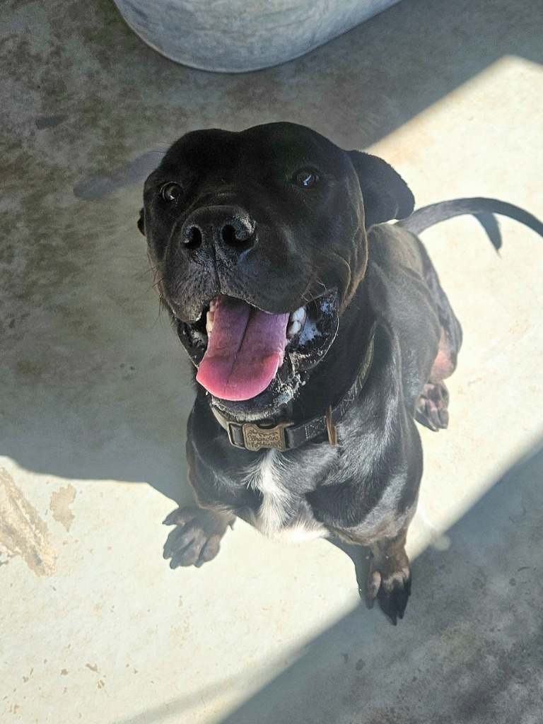 Hunter, an adoptable American Bulldog, Mastiff in Pratt, KS, 67124 | Photo Image 1