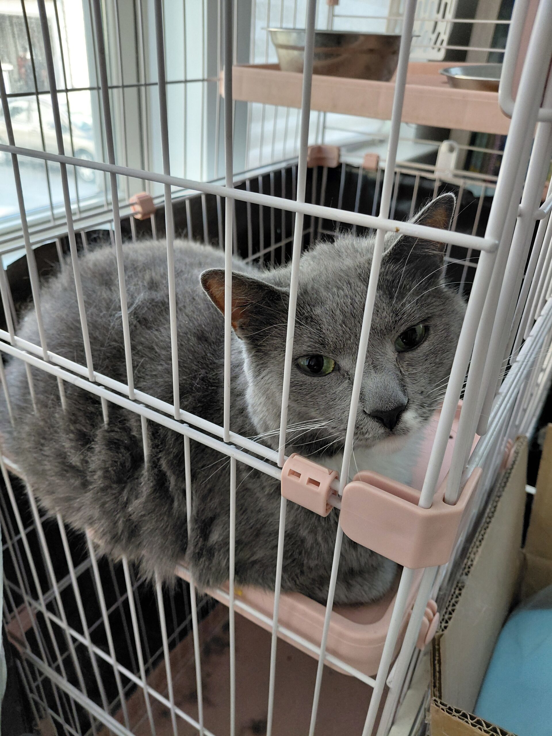 Mimi, an adoptable Chartreux in Gaithersburg, MD, 20898 | Photo Image 1