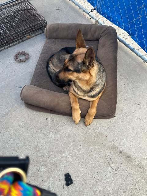 Sassy, an adoptable German Shepherd Dog in Jerome, ID, 83338 | Photo Image 1