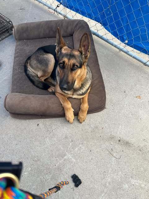 Sassy, an adoptable German Shepherd Dog in Jerome, ID, 83338 | Photo Image 2