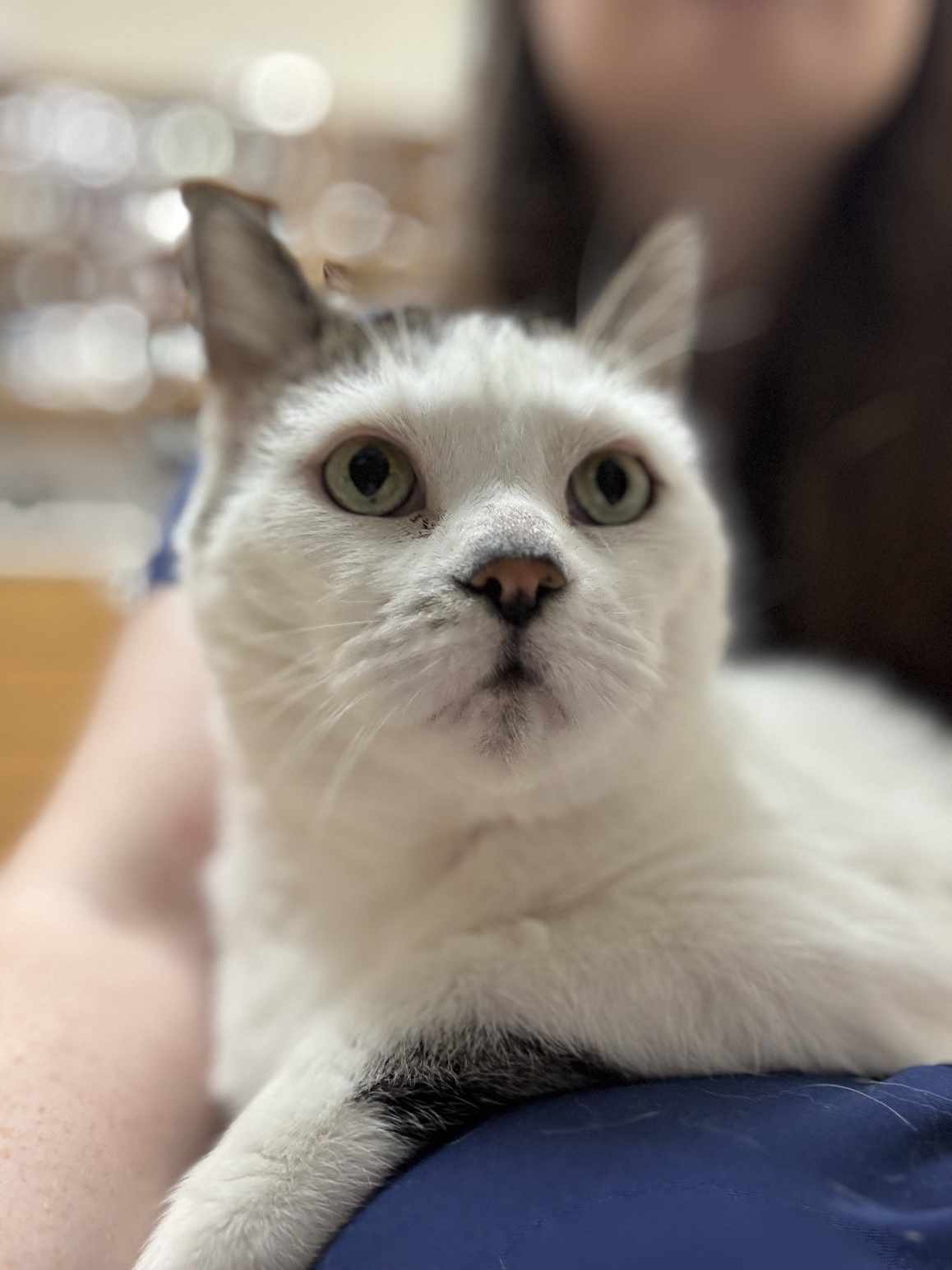 Peppi