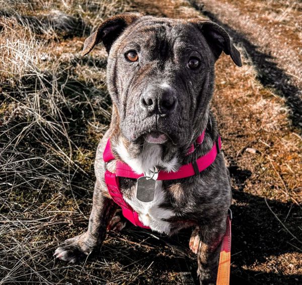 Toadstool thumbnail 3