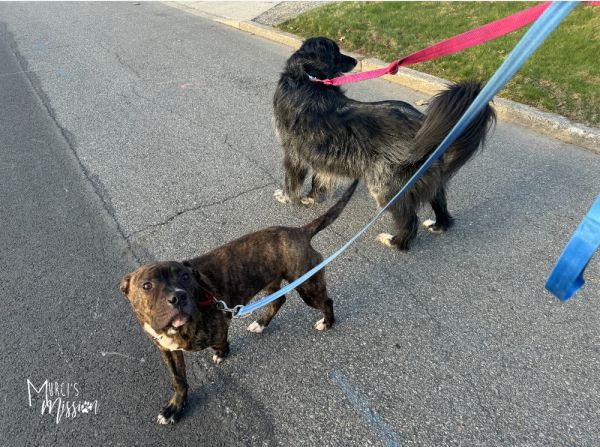 Toadstool thumbnail 4