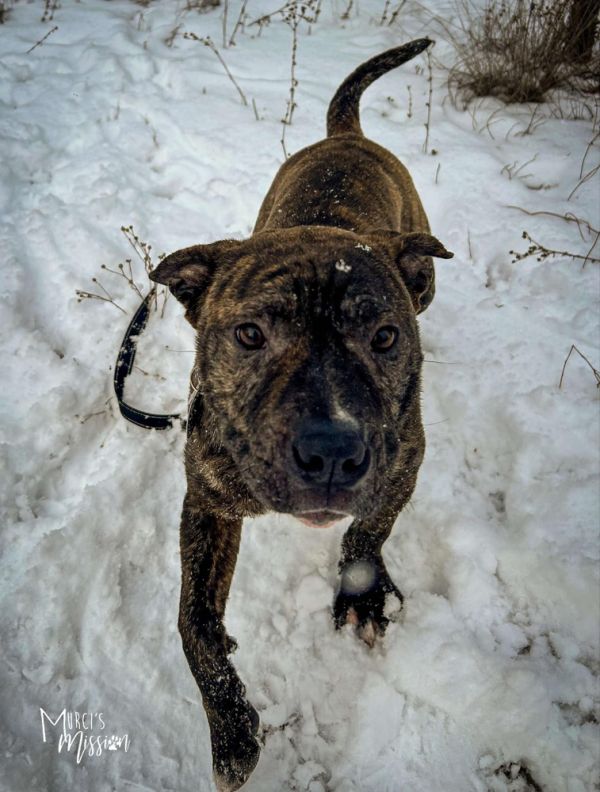 Toadstool thumbnail 5