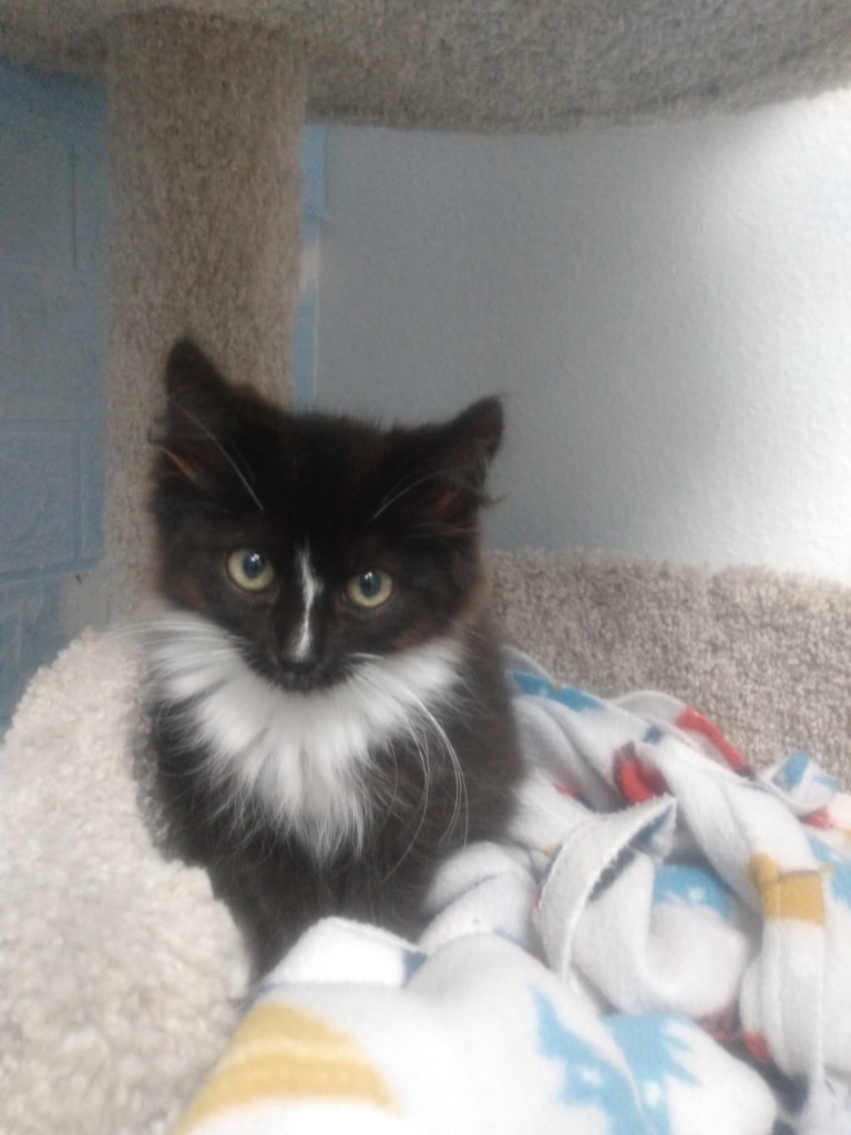 Butler, an adoptable Domestic Long Hair in Brookings, OR, 97415 | Photo Image 1