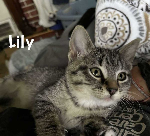 Lily photo 1