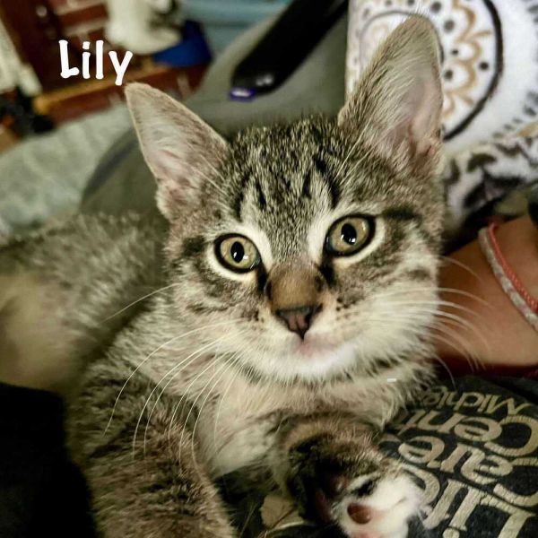 Lily thumbnail 2