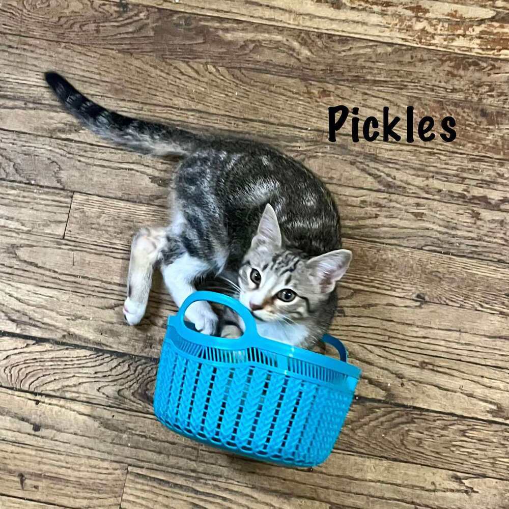 Pickles