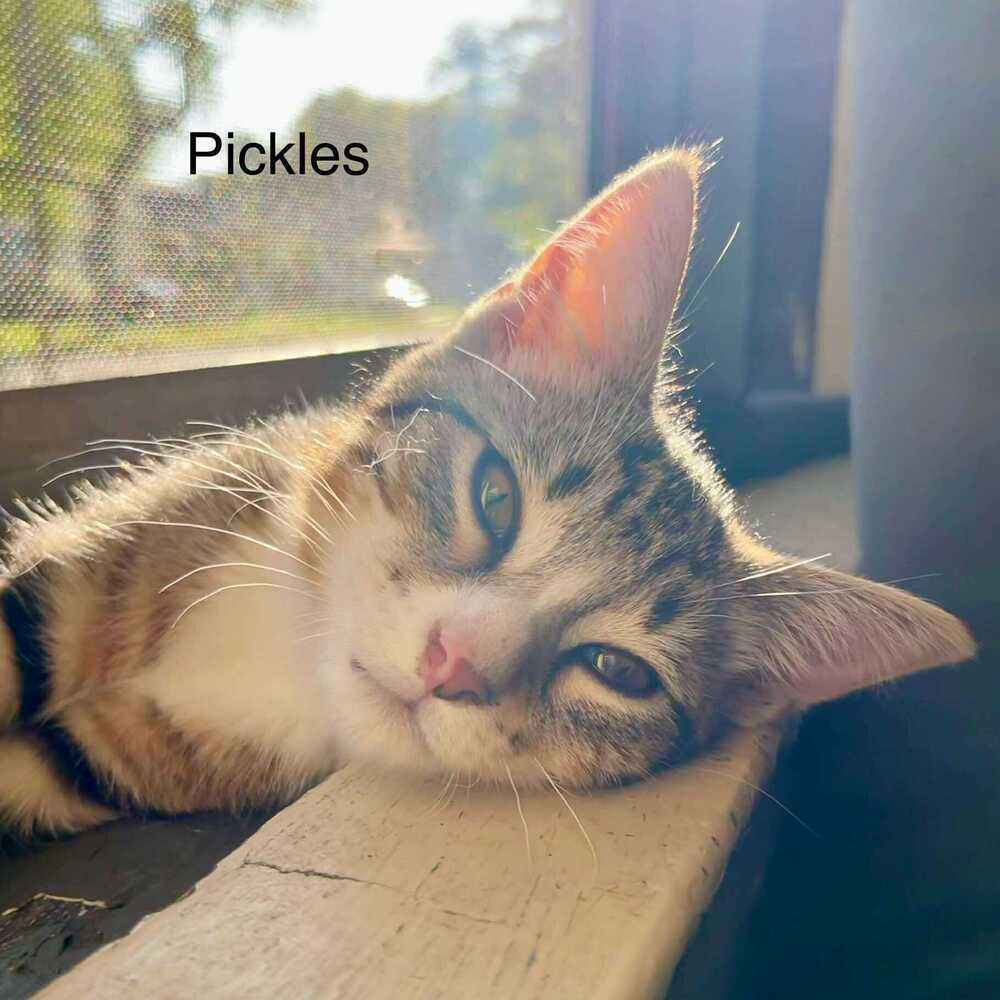 Pickles