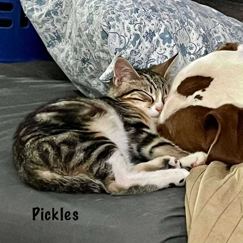 Pickles