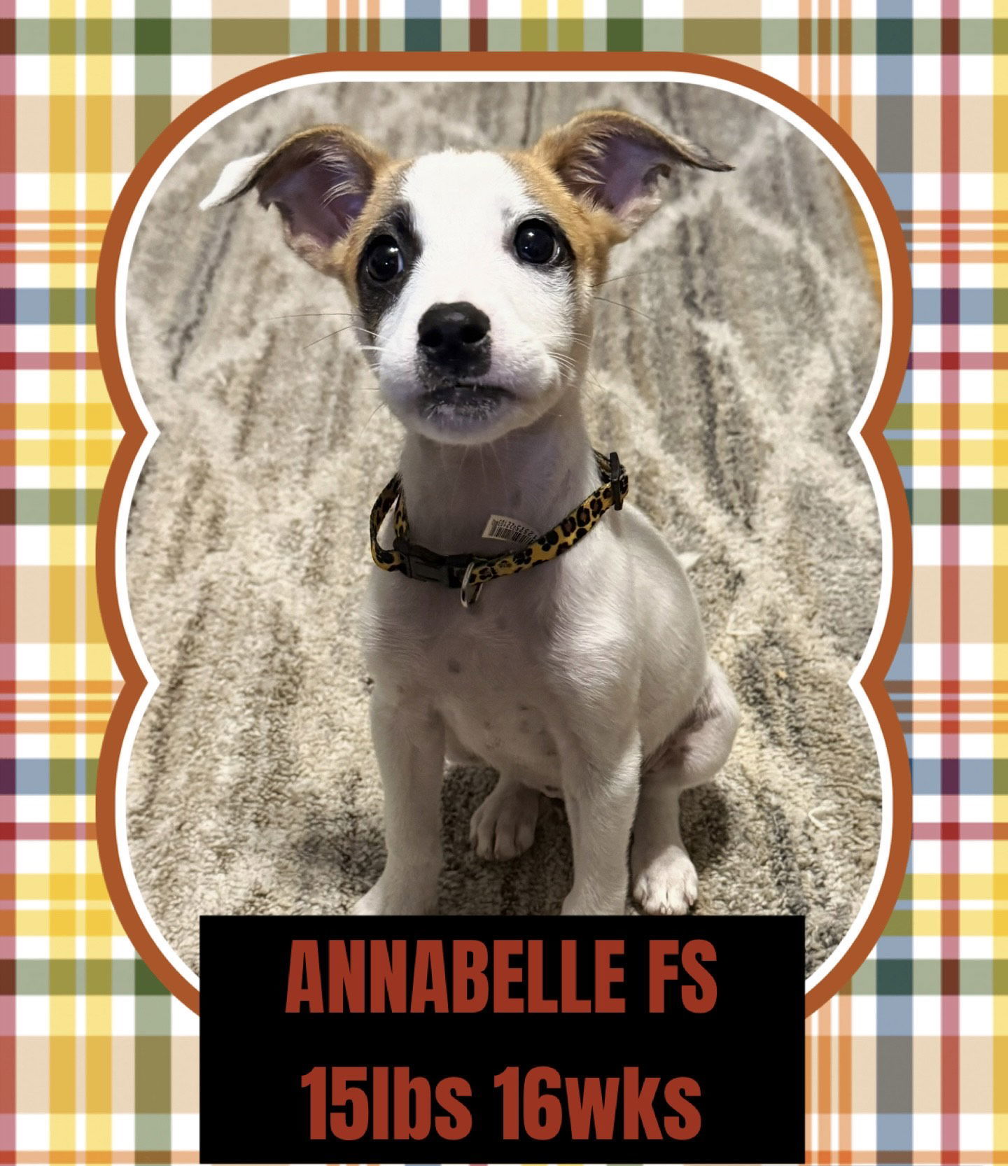ANNABELLE