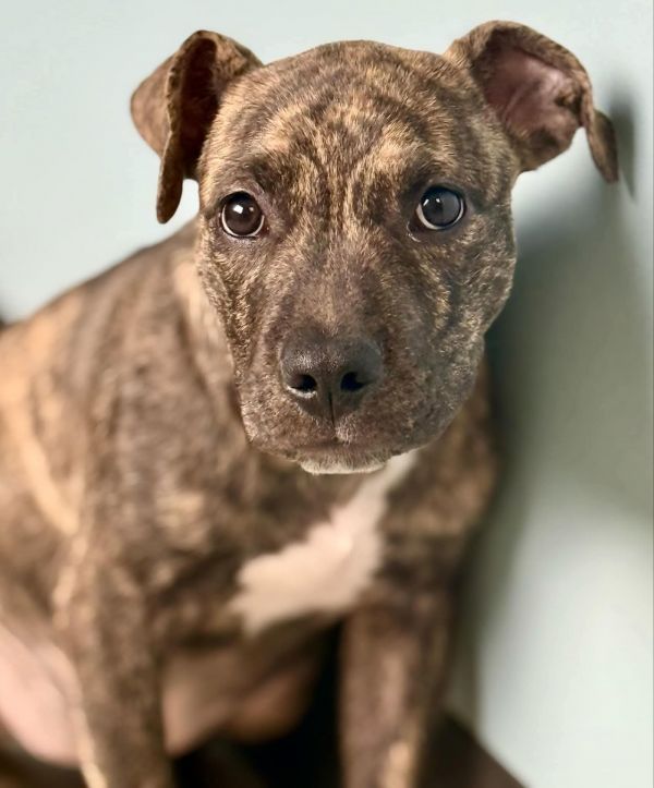 Grilled Cheese photo 1