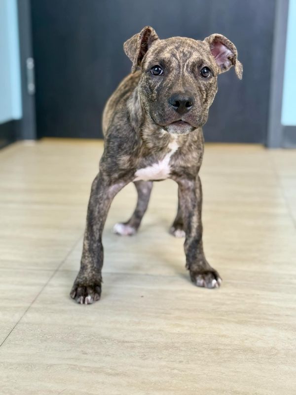 Grilled Cheese thumbnail 2