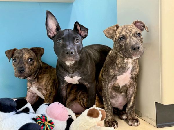 Grilled Cheese thumbnail 3