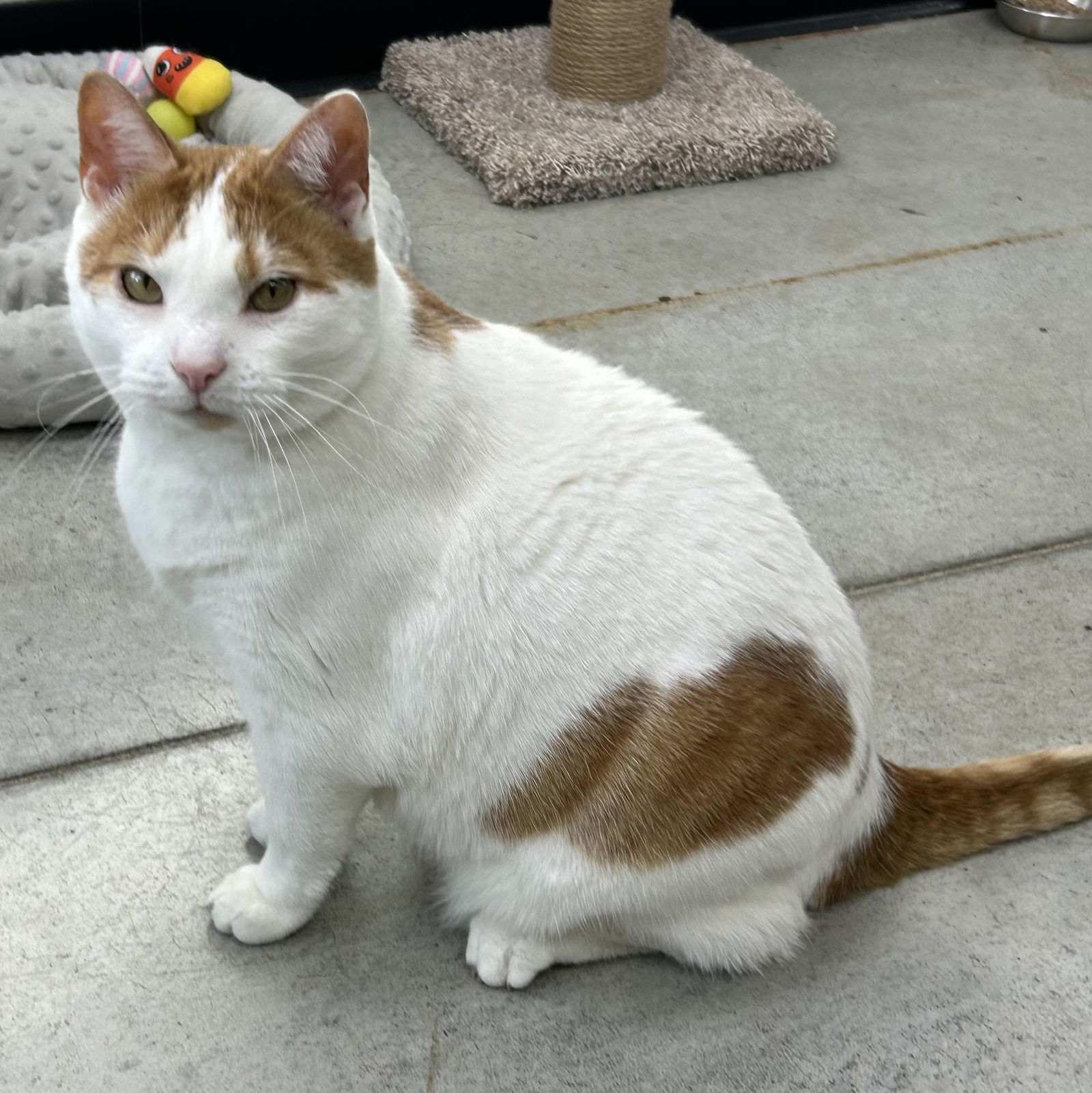 Archimedes