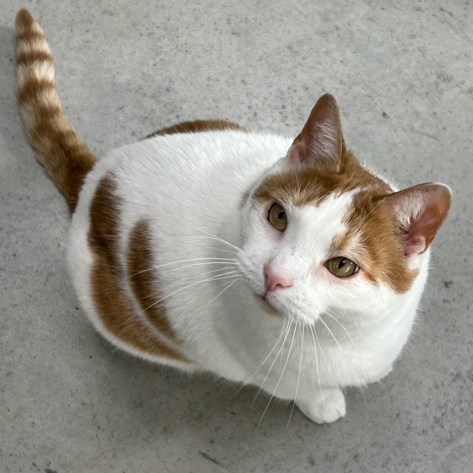 Archimedes