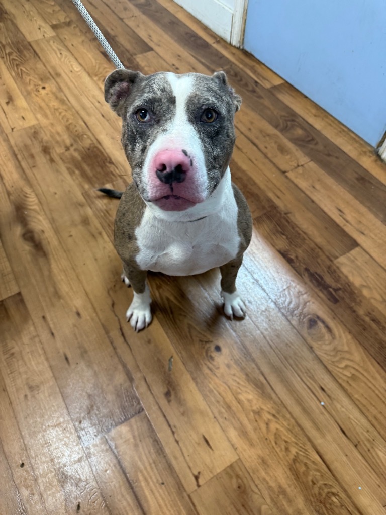 Tank, an adoptable Staffordshire Bull Terrier, Bullmastiff in Fayetteville, TN, 37334 | Photo Image 1