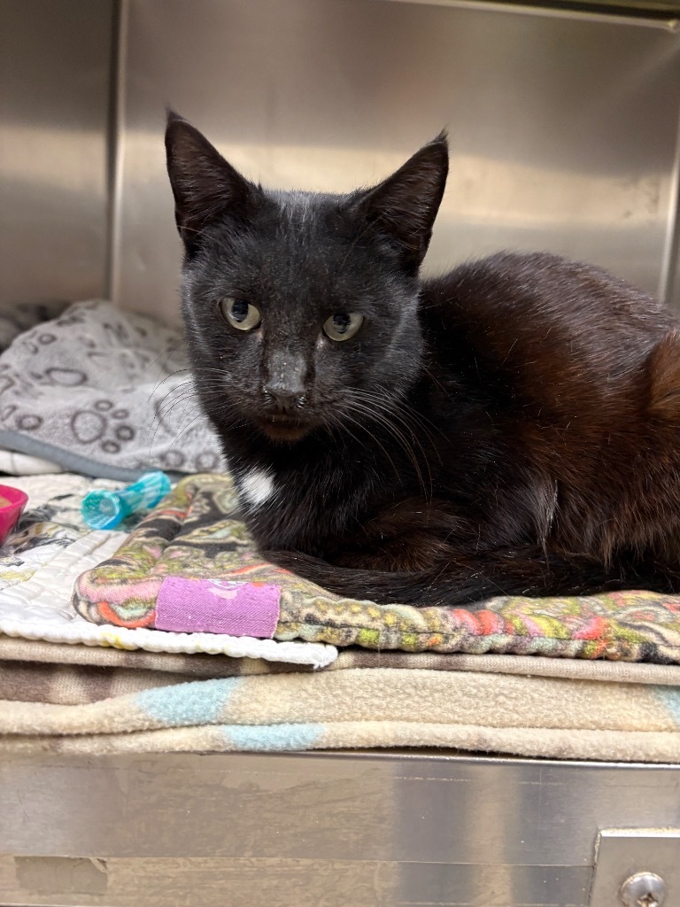 Binx (Pleasant Valley)