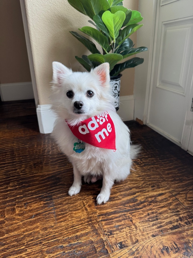 Oliver (Pom)