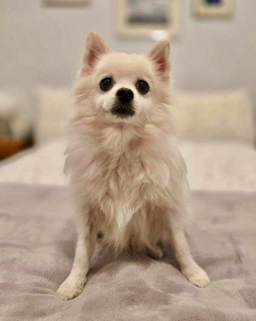 Oliver (Pom)