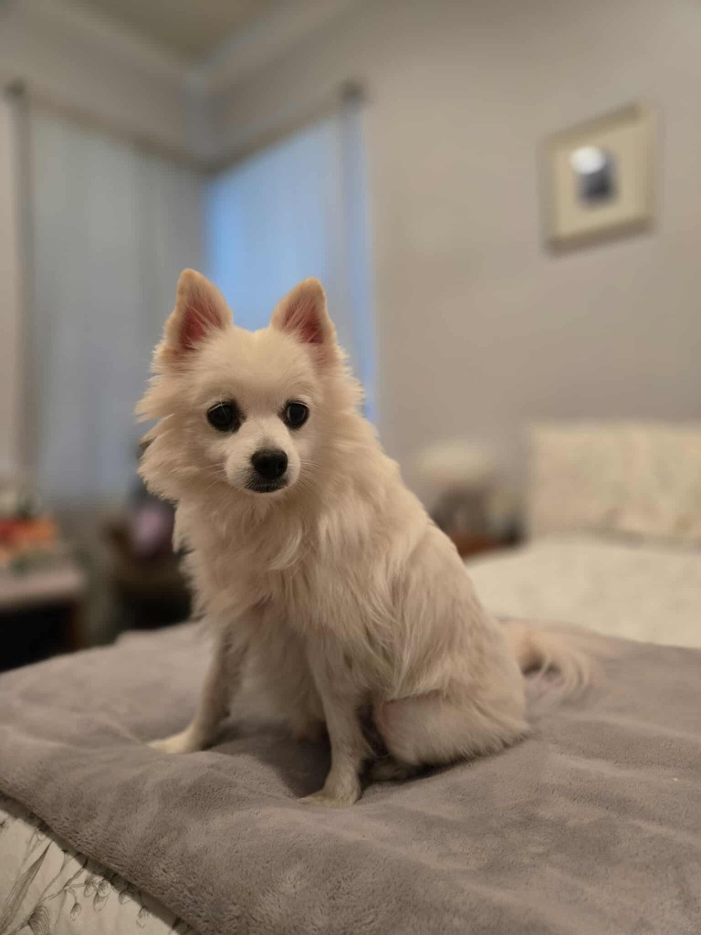 Oliver (Pom)