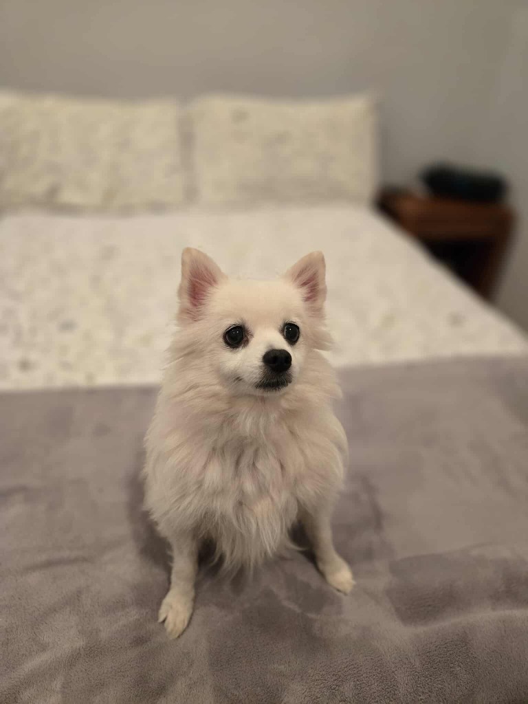 Oliver (Pom)