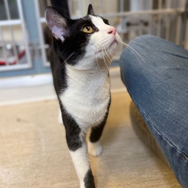 Tissue Paper photo 1