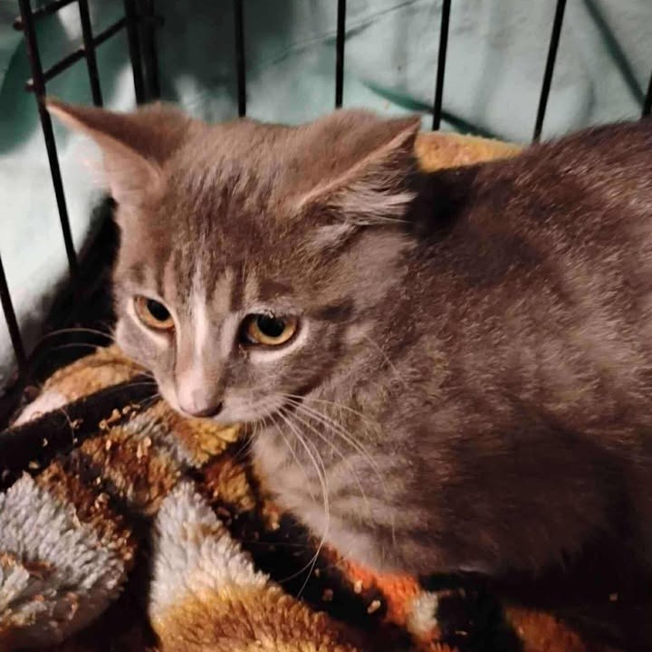 Laundry, an adoptable Domestic Short Hair in Buffalo, WY, 82834 | Photo Image 2