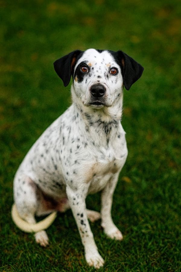 Calypso