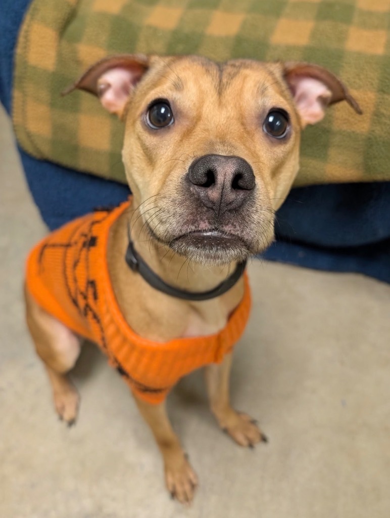 Punkin - PENDING ADOPTION