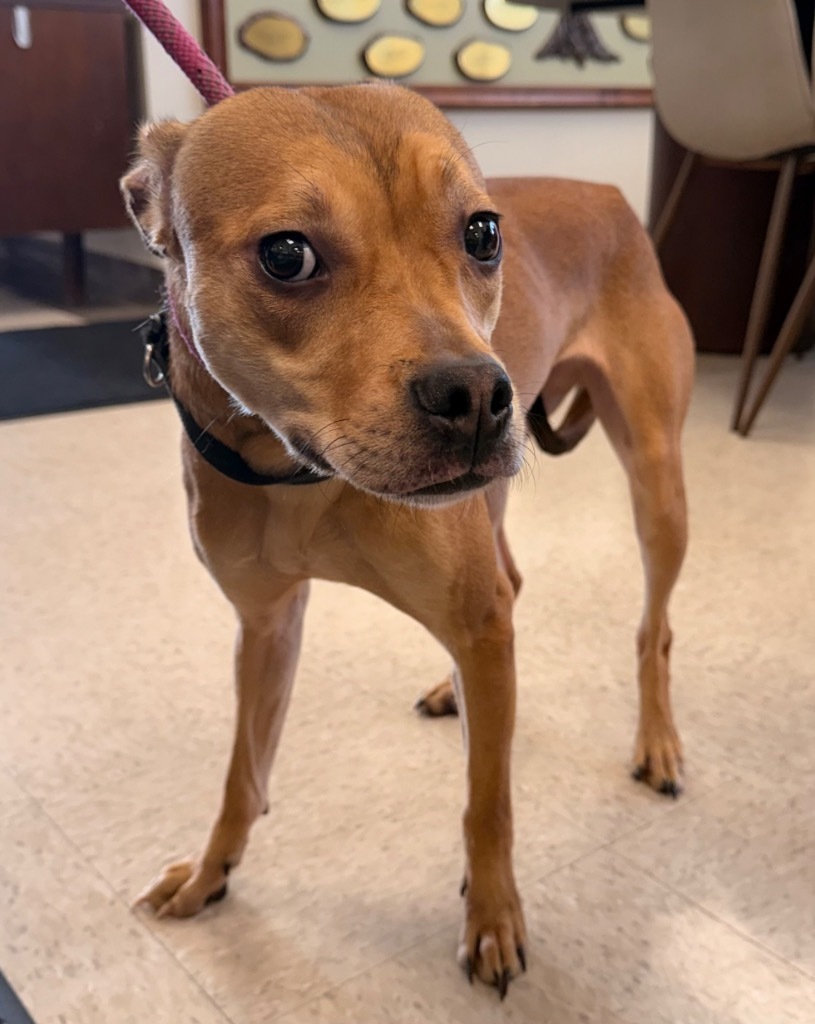 Punkin - PENDING ADOPTION