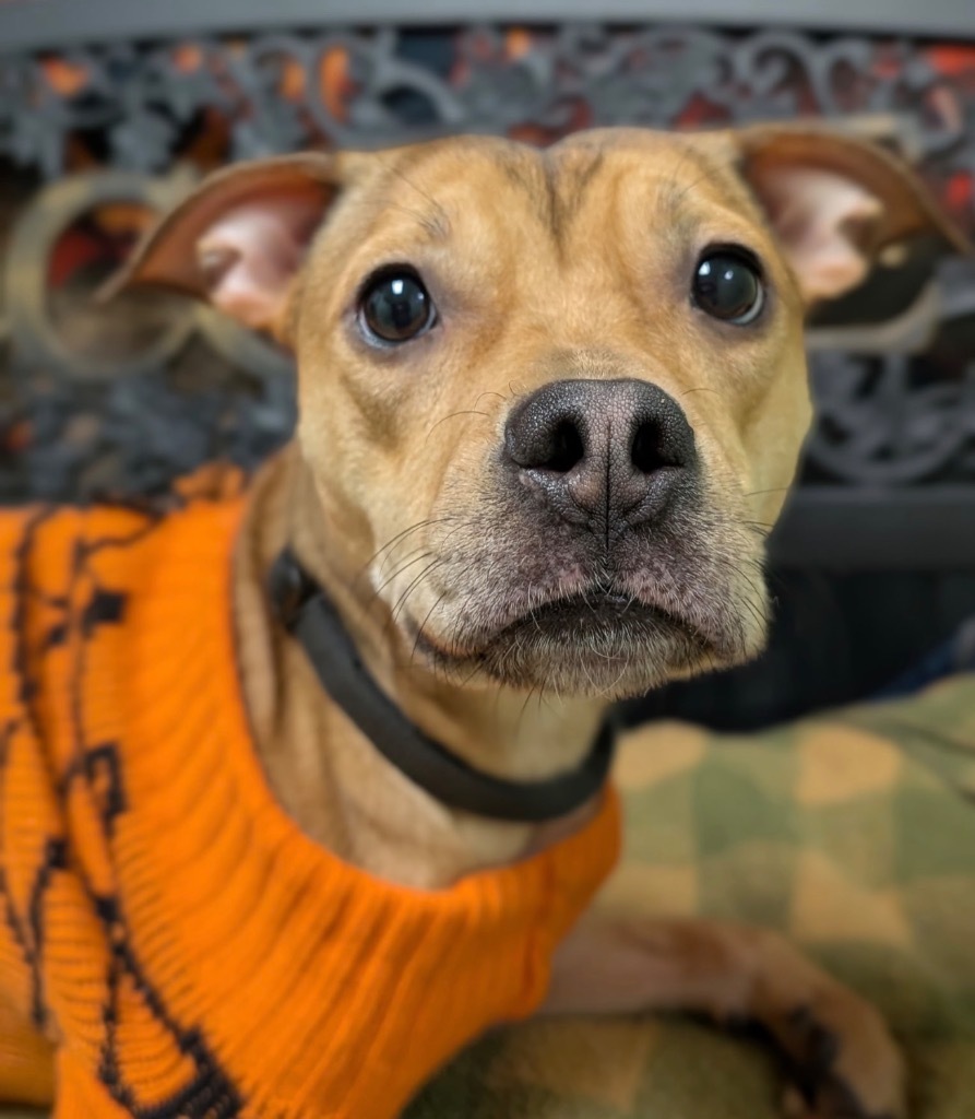 Punkin - PENDING ADOPTION