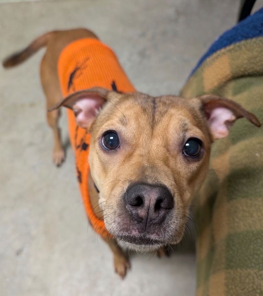 Punkin - PENDING ADOPTION