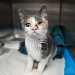 Mary Lou, an adoptable Domestic Short Hair in Fort Collins, CO, 80526 | Photo Image 1