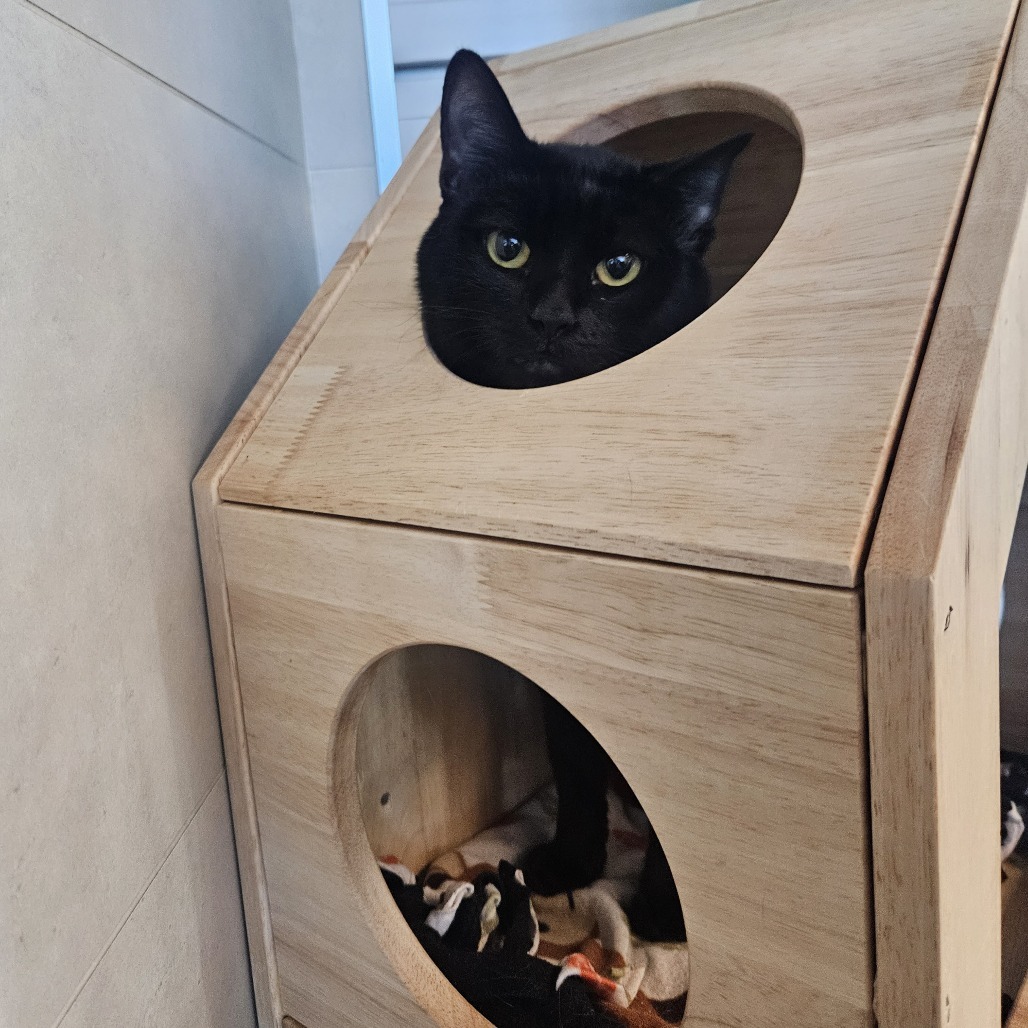 Knox, an adoptable Domestic Short Hair in Hailey, ID, 83333 | Photo Image 1