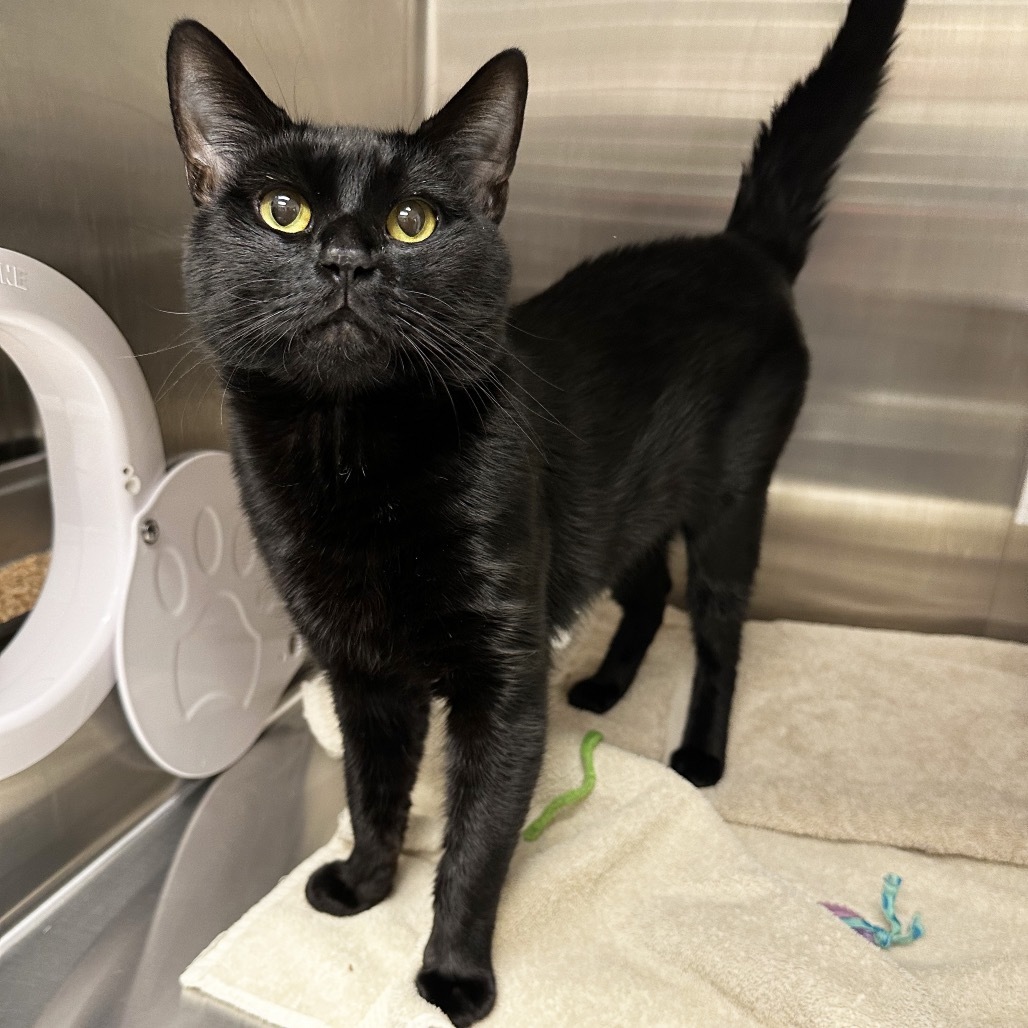 Knox, an adoptable Domestic Short Hair in Hailey, ID, 83333 | Photo Image 2