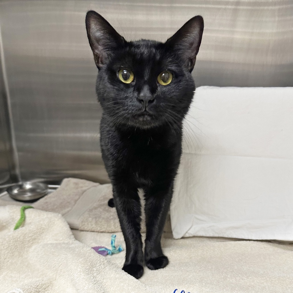 Knox, an adoptable Domestic Short Hair in Hailey, ID, 83333 | Photo Image 3