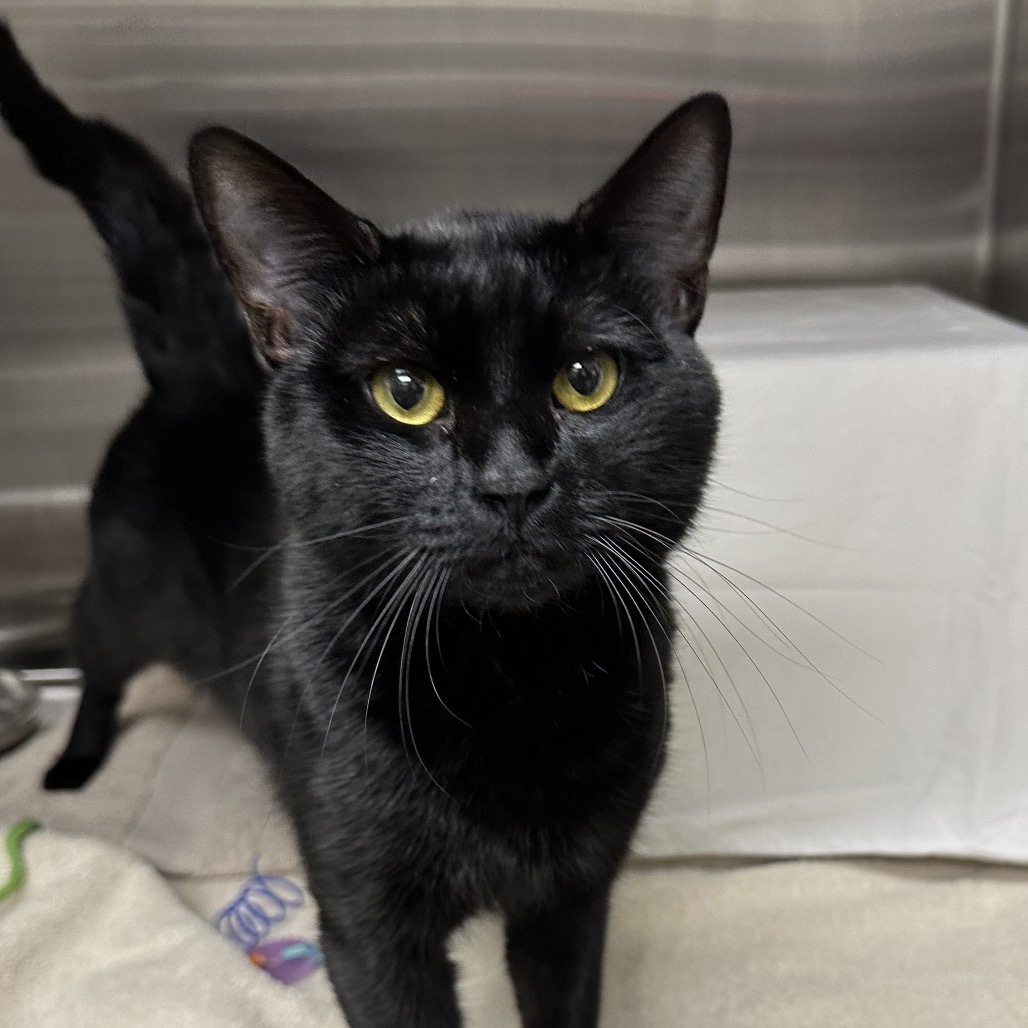 Knox, an adoptable Domestic Short Hair in Hailey, ID, 83333 | Photo Image 4