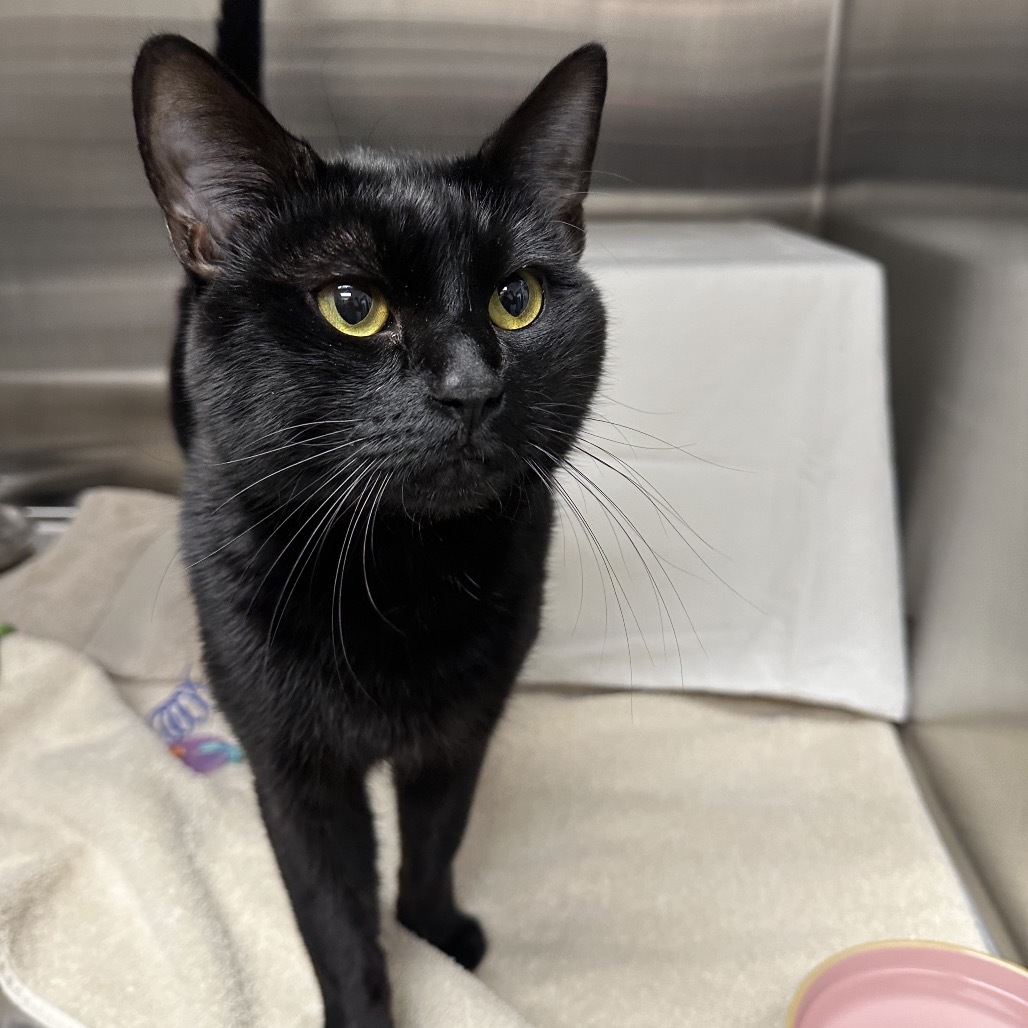 Knox, an adoptable Domestic Short Hair in Hailey, ID, 83333 | Photo Image 5