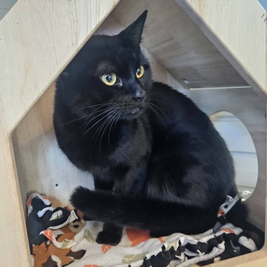 Knox, an adoptable Domestic Short Hair in Hailey, ID, 83333 | Photo Image 6