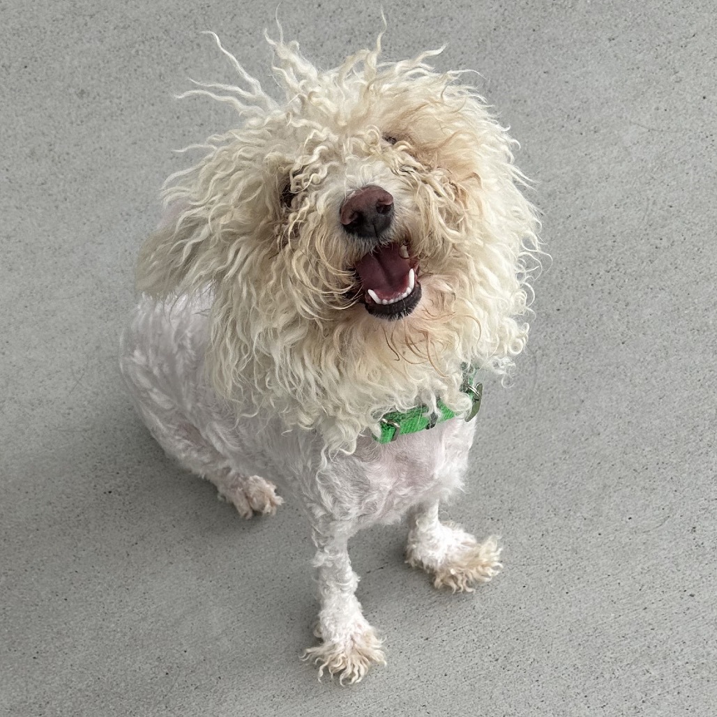 Paloma, an adoptable Mixed Breed in Hailey, ID, 83333 | Photo Image 1