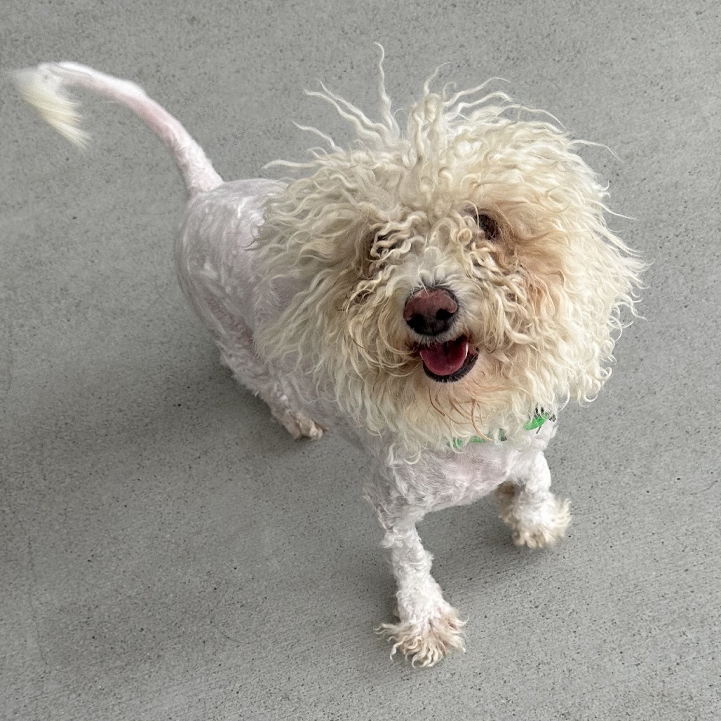 Paloma, an adoptable Mixed Breed in Hailey, ID, 83333 | Photo Image 2